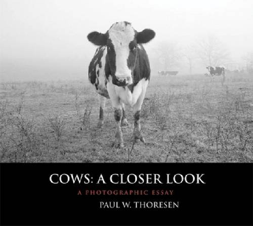 Cows: A Closer Look: A Photographic Essay