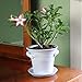 Window Garden Rustic Charm 6” Planter - Fine Home Décor Ceramic Indoor Decorative Pot. for or Herbs, Flowers, Succulents. Beautifully Packaged, Great Gift for Mom, Office, Holiday.
