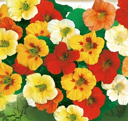 Almost Seeds- Nasturtium Flower Seeds Perennial Climbing Nasturtium Exotic Seeds Flowers bee-Friendly Flower Seeds Perennial for Balcony Walls Fences Garden