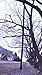 Yarrdee 10 Foot Swing Hanging Strap Kit for Trees