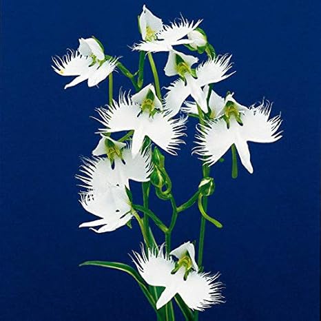 Soteer Garten Japanische Weiße Vogelblume Samen"Habenaria Radiata