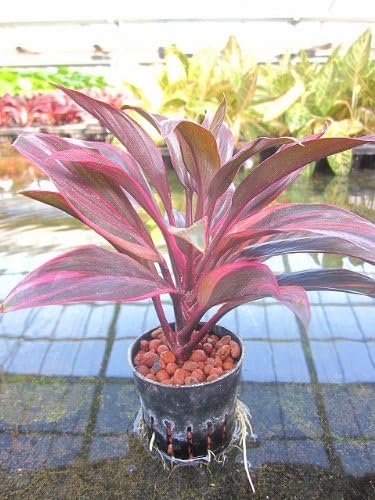 Amazon 水耕栽培 苗 ドラセナ コルジリネ レッドコンパクタ 観葉植物 オンライン通販