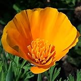 California Poppy Seed Balls - Bulk Seed Balls for Seed Bombing (Eschscholzia californica) - UPDATED RECIPE! (20)