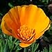 California Poppy Seed Balls - Bulk Seed Balls for Seed Bombing (Eschscholzia californica) - UPDATED RECIPE! (20)