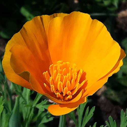 California Poppy Seed Balls - Bulk Seed Balls for Seed Bombing (Eschscholzia californica) - UPDATED RECIPE! (50) California Poppy Seed Balls - Bulk Seed Balls for Seed Bombing (Eschscholzia californica) - UPDATED RECIPE! (50)