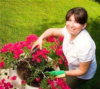 Amazon 白 50種 Pac Ktop販売カラフルなブーゲンビリアspectabilisウィル種子種子盆栽植物花の種子多年生ブーゲンビリア種子 Diy 工具 ガーデン