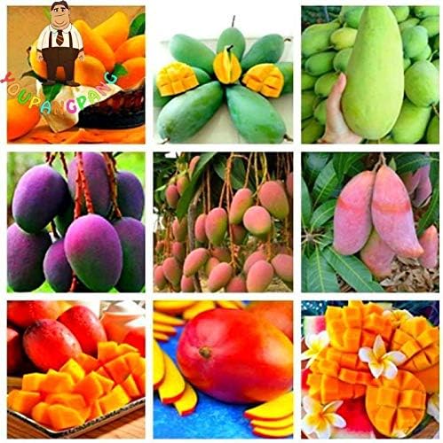 GEOPONICS Army Green: 1PCS Rare Mango Delicious FruitPerennial Plants Big Tree for Home Vegab