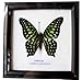 RARE FRAMED REAL BEAUTIFUL TAILED JAY BUTTERFLY DISPLAY INSECT TAXIDERMY 5