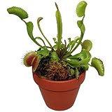 Venus Fly Trap Plant - CARNIVOROUS - Dionaea - 3" Pot