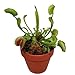 Venus Fly Trap Plant - CARNIVOROUS - Dionaea - 3" Pot