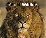 African Wildlife Kalender 2020 by