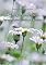 Livro Interpretações Erradas e a Verdade   -  A Oração do Senhor