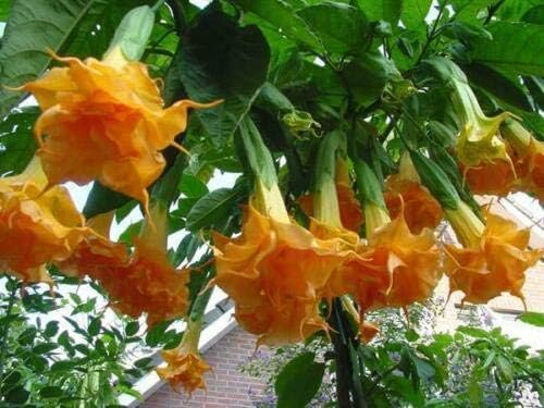 Details About Brugmansia Suaveolens Orange Glory Seeds 25 Seeds #Ornamental