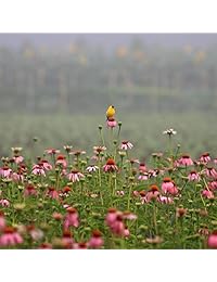 Gaia Herbs Echinacea Goldenseal cápsulas de fitoterapia líquidas, 60 unidades, 60, 1
