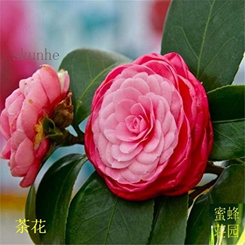 ANVIN Camellia Tree sea Pomegranate Camellia bonsais 10pcs(cha Hua) : 1