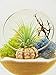 Bliss Gardens Air Plant Terrarium Kit - 4