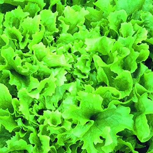 Lettuce Plants 'Green Oakleaf' 6 X Medium Plug Plants