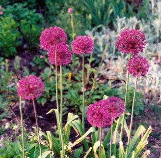 HEIRLOOM NON GMO Perian Allium 25 seeds
