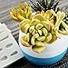 （3 in set）DIY 3D Succulent Flower plants GumPaste Mold Silicone Fondant Mold for Cup Cake Decoration Chocolate Mold cooking Sugar Bow Craft Molds