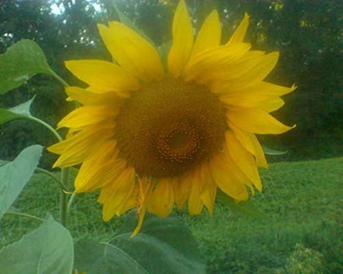Step-by-Step Guide to Painting a Sunflower Wall Mural: A Simple Guide in Words and Pictures (The Joy of Sunflowers Book 1)
