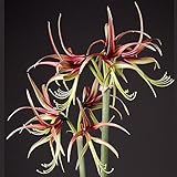 Exotic Amaryllis Bulb Red and Green Amaryllis Chico - 26/28cm Bulb - Outstanding Indoor Blooms!