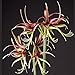 Exotic Amaryllis Bulb Red and Green Amaryllis Chico - 26/28cm Bulb - Outstanding Indoor Blooms!