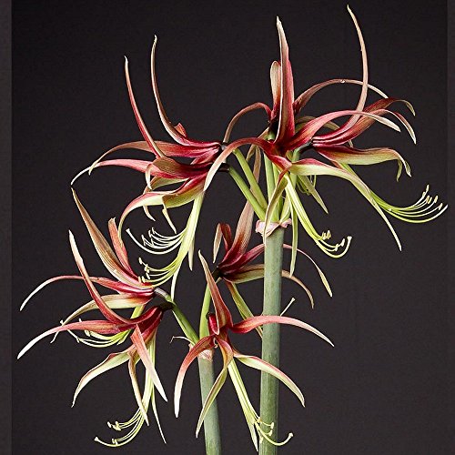 Exotic Amaryllis Bulb Red and Green Amaryllis Chico - 26/28cm Bulb - Outstanding Indoor Blooms! Exotic Amaryllis Bulb Red and Green Amaryllis Chico - 26/28cm Bulb - Outstanding Indoor Blooms!
