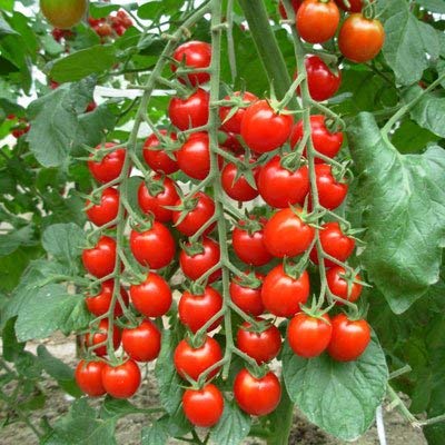 Creative Farmer Vegetable Seeds Kunju Thakkali Seeds - Cherry Tomato ?Seeds Seeds Germination Home Garden Seeds