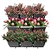 Vertical Garden Wall Planter Kit- 19