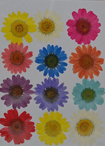 LoveDiyLife colorful yellow white red purple daisy real pressed dried flowers