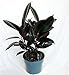 Jmbamboo -Burgundy Rubber Tree Plant - Ficus - An Old Favorite - 4" Pot