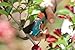Gardena 8792 Comfort Vario Bypass Hand Pruner With 3/4-Inch Cut