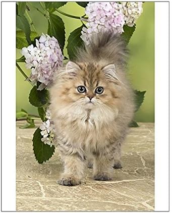 Impression Photographique Du Chat Persan Chinchilla Dore 14 Semaine Vieux Chaton Amazon Fr Cuisine Maison