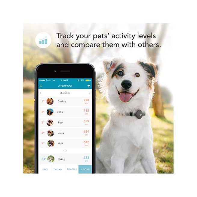 Findster duo+ pet tracker free of monthly fees gps tracking collar for dogs and cats & pet activity monitor reviews Clearance