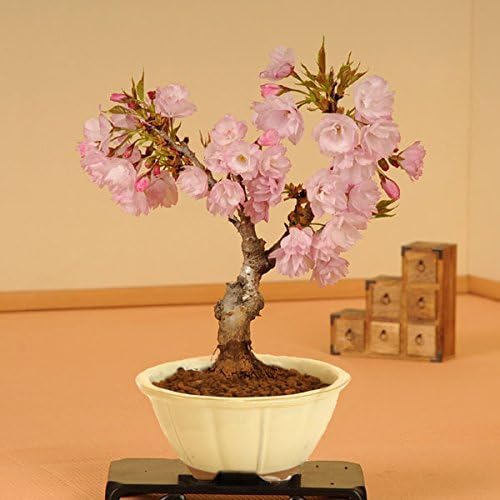 桜盆栽 一才桜 瀬戸焼白輪花鉢 Vaniroptik Com Tr