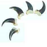 Real Coyote Claws (Pack of 5) For Jewelry, Collectors, Teachers, and More (Natural Brown/ Black)