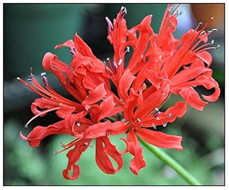 FernsFly IMP. Nerine Lily / Jersey lily / Spider lily Attractive Flower Bulbs Home Outdoor Flowering Gardening Bulbs Blooming planting (Pack of 16 The Multi mix)