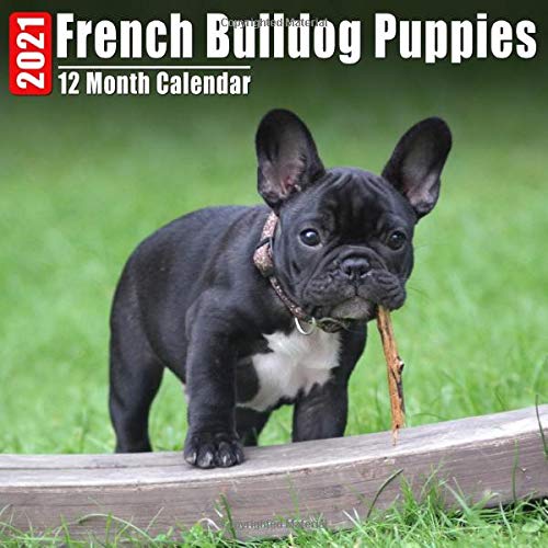 cutest french bulldog puppy ever