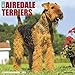 Just Airedale Terriers 2020 Wall Calendar (Dog Breed Calendar) by