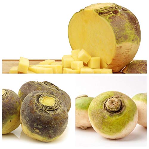Rutabaga (Swedish Turnip) - Set of Seeds of 3 Vegetable Plant Varieties -
