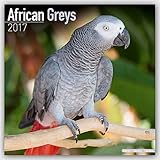 African Grey Calendar - African Grey Parrot Calendar - Parrot Calendar - Calendars 2016 - 2017 Wall by 