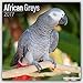 African Grey Calendar - African Grey Parrot Calendar - Parrot Calendar - Calendars 2016 - 2017 Wall Calendars - Bird Calendars - Monthly Wall Calendar by Avonside