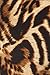 Leggings Depot Women's Best Selling Buttery Soft Popular Prints (Regular (Size 0-12), Jaguar Hype)