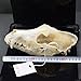dog Skull Taxidermy supplies art bone vet medicine 1:1