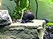 1 LARGE Black Mystery Snail (Pomacea bridgesii - 1/2 to 2+ inch) - Algae Eating Live Snail by Aquatic Arts