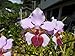 Vanda tricuspidata -Hard to Find terete! Limited Stock! Collector's Item! orchid plant