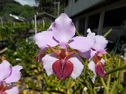 Vanda tricuspidata -Hard to Find terete! Limited Stock! Collector's Item! orchid plant Vanda tricuspidata -Hard to Find terete! Limited Stock! Collector's Item! orchid plant