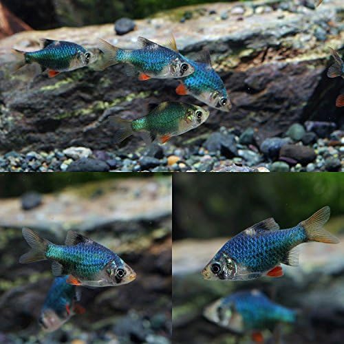 Amazon 熱帯魚 グリーンスマトラ 約２cm ６匹 生体 観賞魚 水中生物 通販