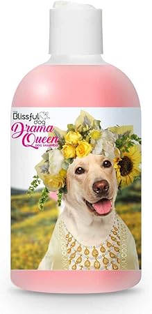 labrador retriever shampoo