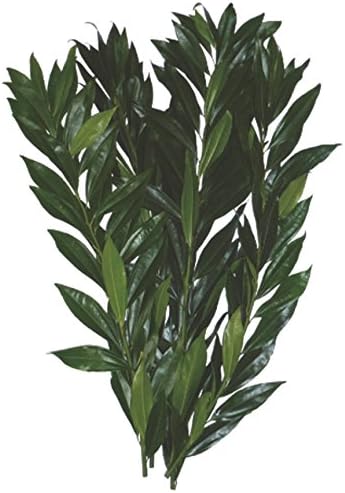 Fresh Cut 120 Stems Cocculus Stems ¨20-24¨ long - Ideal for Floral Arrangements, Natural Remedies & Homeopatic Remedies